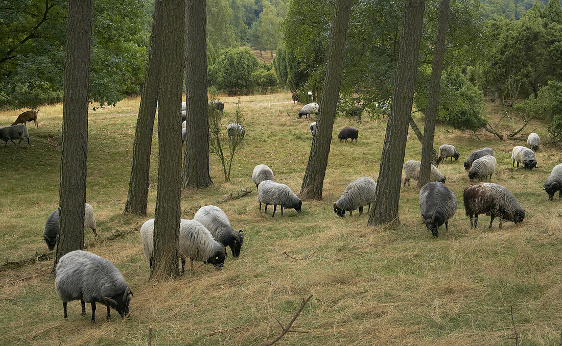 German heath grazing, Hohe Mark, Muensterland, North Rhine-Westphalia, Germany