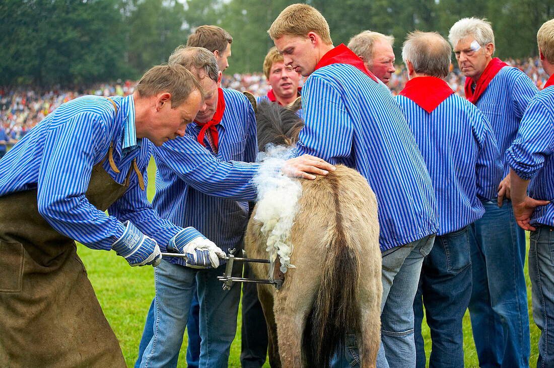 Außenaufnahme, Frühling, Wildpferdefang im Merfelder Bruch bei Dülmen, Münsterland, Nordrhein-Westfalen, Deutschland, Europa