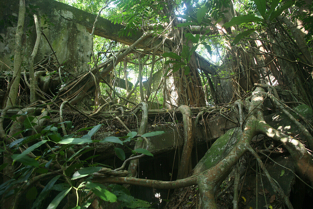 Überwachsene Ruine im Dschungel, Corregidor Island, Manila Bay, Philippinen, Asien