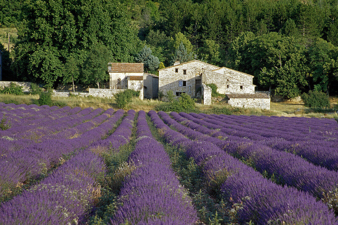Bauernhof und Lavendelfeld im Sonnenlicht, Vaucluse, Provence, Frankreich, Europa