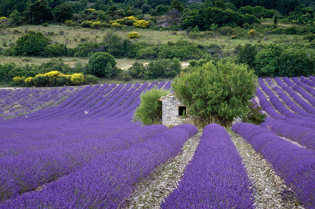 Hut in a lavender field, Vaucluse, Provence, France, Europe