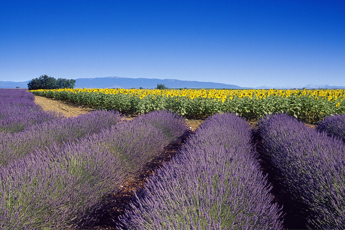 Lavendelfeld und Sonnenblumenfeld unter blauem Himmel, Plateau de Valensole, Alpes-de-Haute-Provence, Provence, Frankreich, Europa
