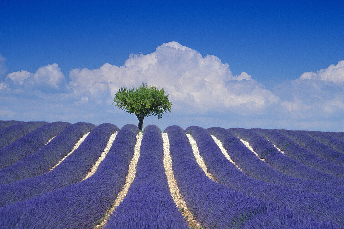 Almond tree in lavender field in front of clouded sky, Plateau de Valensole, Alpes de Haute Provence, Provence, France, Europe