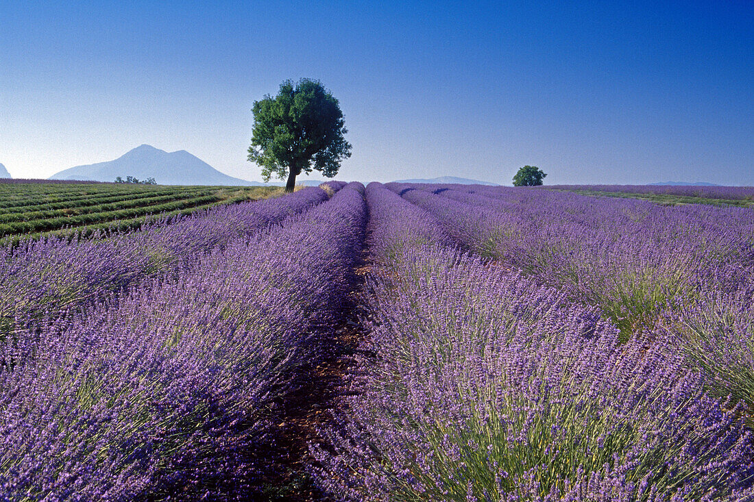 Mandelbaum im Lavendelfeld unter blauem Himmel, Plateau de Valensole, Alpes-de-Haute-Provence, Provence, Frankreich, Europa