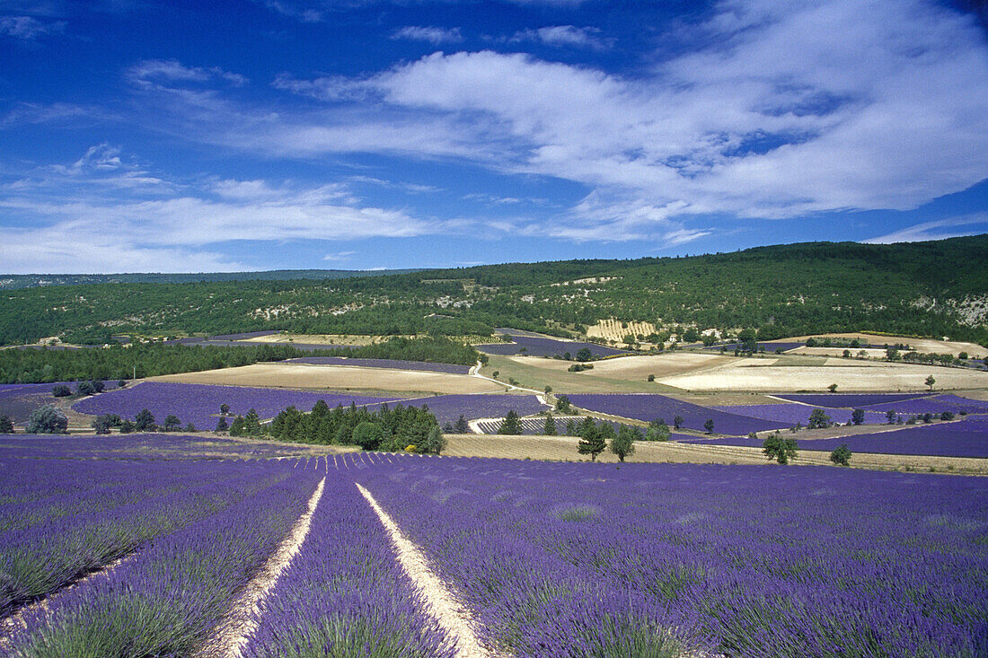 Landschaft mit Lavendelfeldern unter Wolkenhimmel, Vaucluse, Provence, Frankreich, Europa