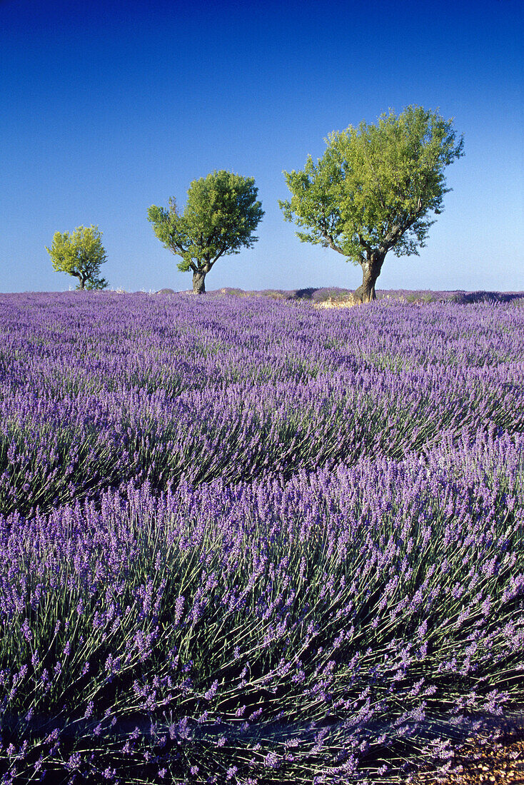 Almond trees in lavender field, Plateau de Valensole, Alpes de Haute Provence, Provence, France, Europe