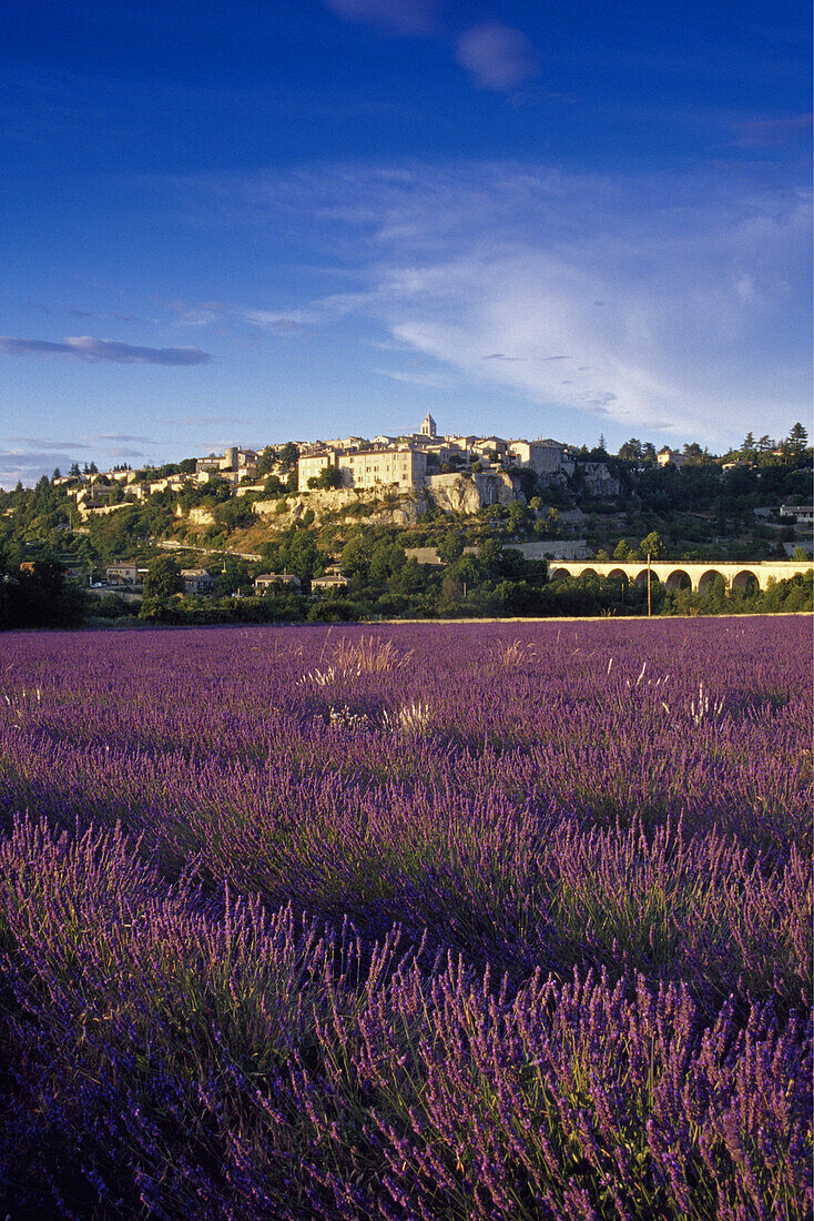 Blick über die Lavendelfelder zum Dorf Sault, Vaucluse, Provence, Frankreich, Europa