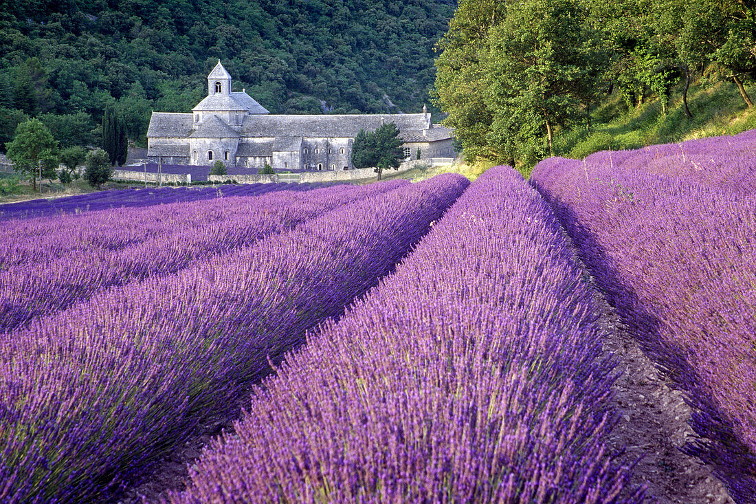 Minster Abbaye de Senanque in lavender field, Vaucluse, Provence, France, Europe