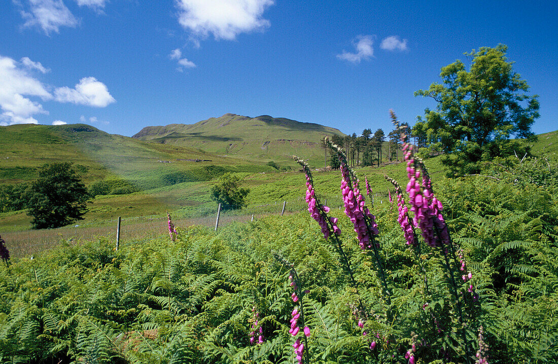 Scenery near Ben Hiant in summertime, Ardnamurchan, Highland, UK, Scotland