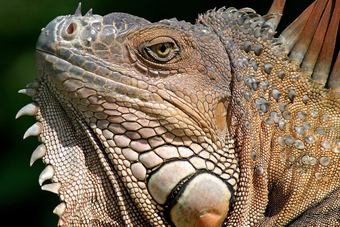Orange Iguana, Wildlife, Costa Rica