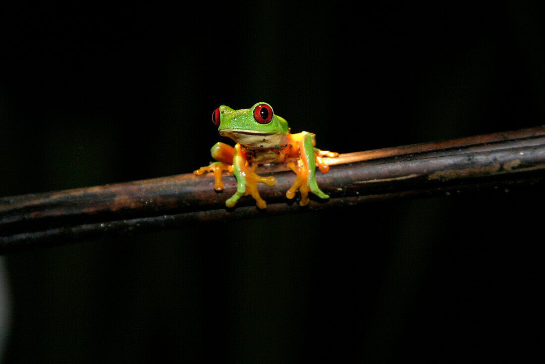 Red Eyed Tree Frog on branch against black night sky, Wildlife, Costa Rica