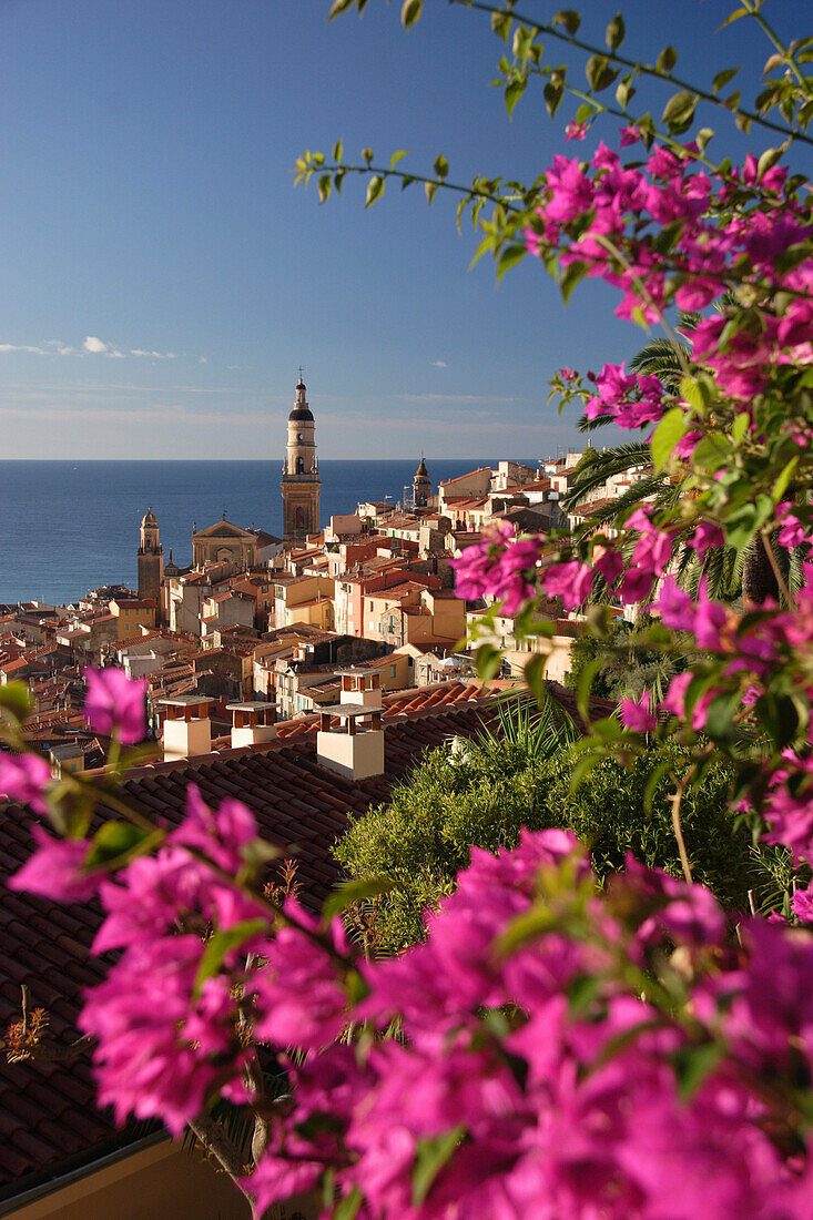 View of town and Basilica St Michel framed by flowers, Menton, Cote d'Azur, France