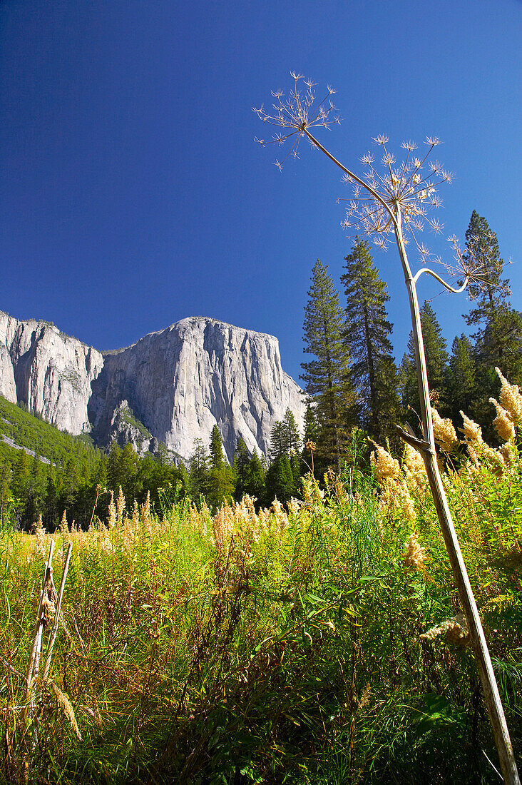 El Capitan mountain in autumn, Yosemite National Park, California, USA