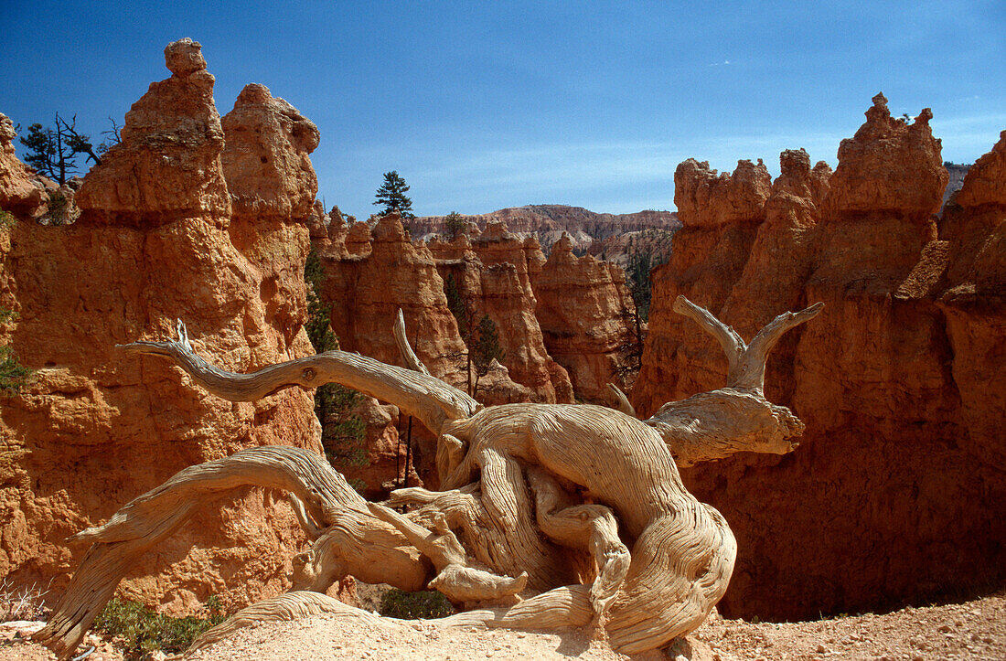 Typical scenery with dead tree along the Queens Garden Trail, Bryce Canyon National Park, Utah, USA