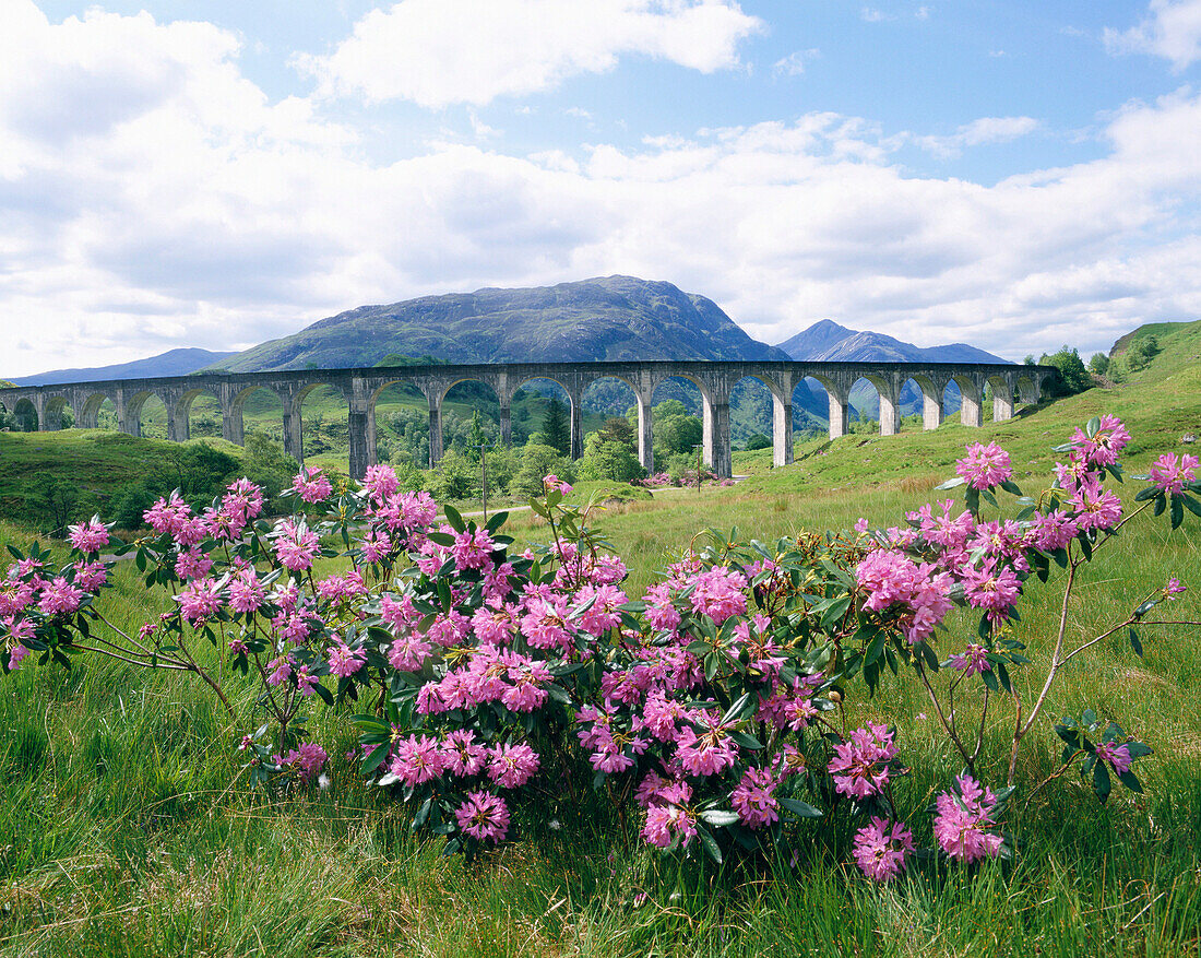 View over flowers to the Railway Viaduct, Glenfinnan, Highland, UK, Scotland