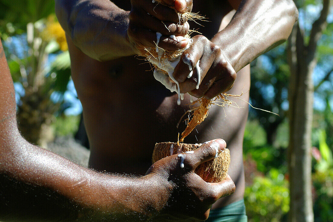 Husking a coconut, Sigatoka, Viti Levu Island, Fiji