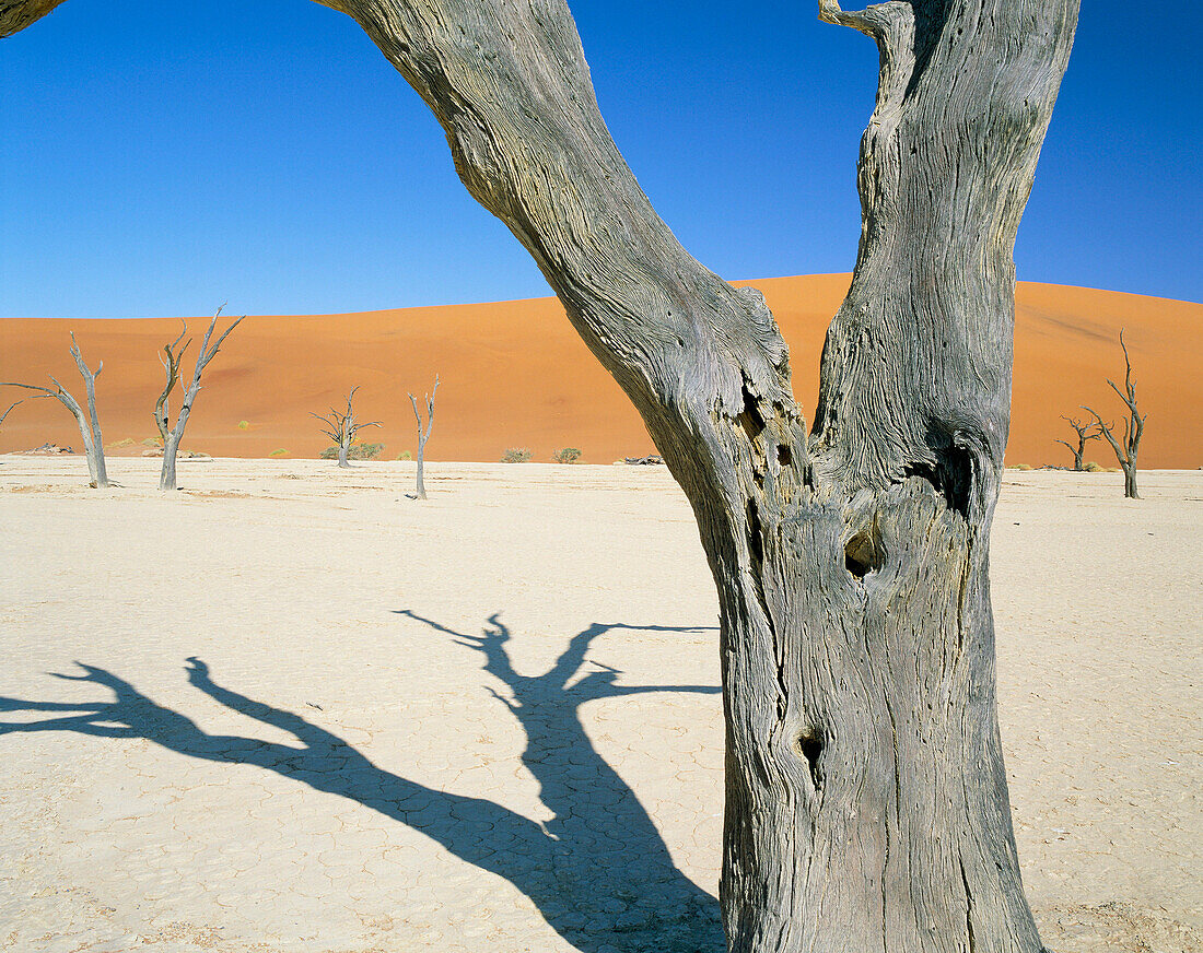 Close up of Dead Vlei Tree in Desert, Namib Naukluft Park, Namib Desert, Namibia
