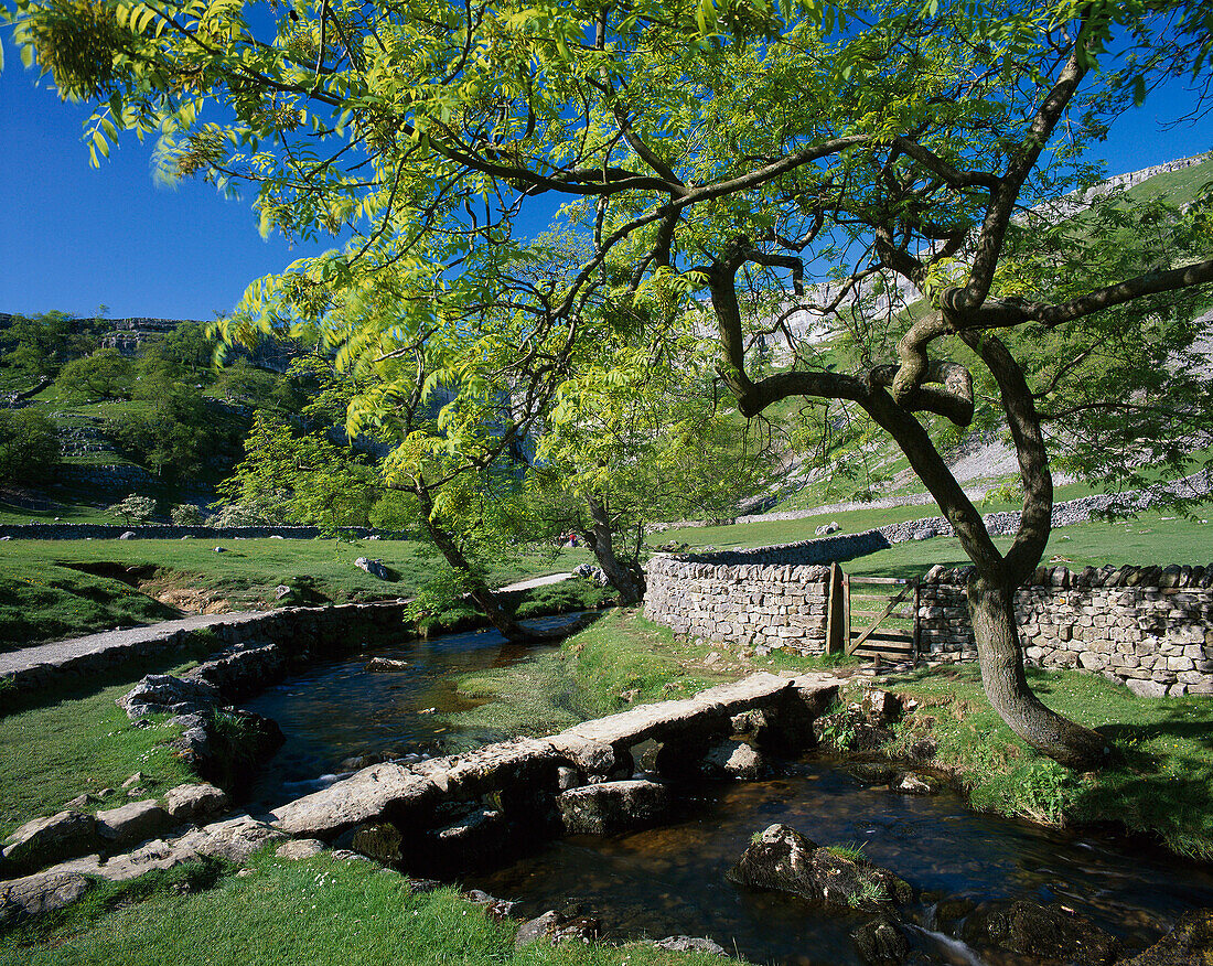 Country Scene, Malhamdale, Yorkshire, UK, England