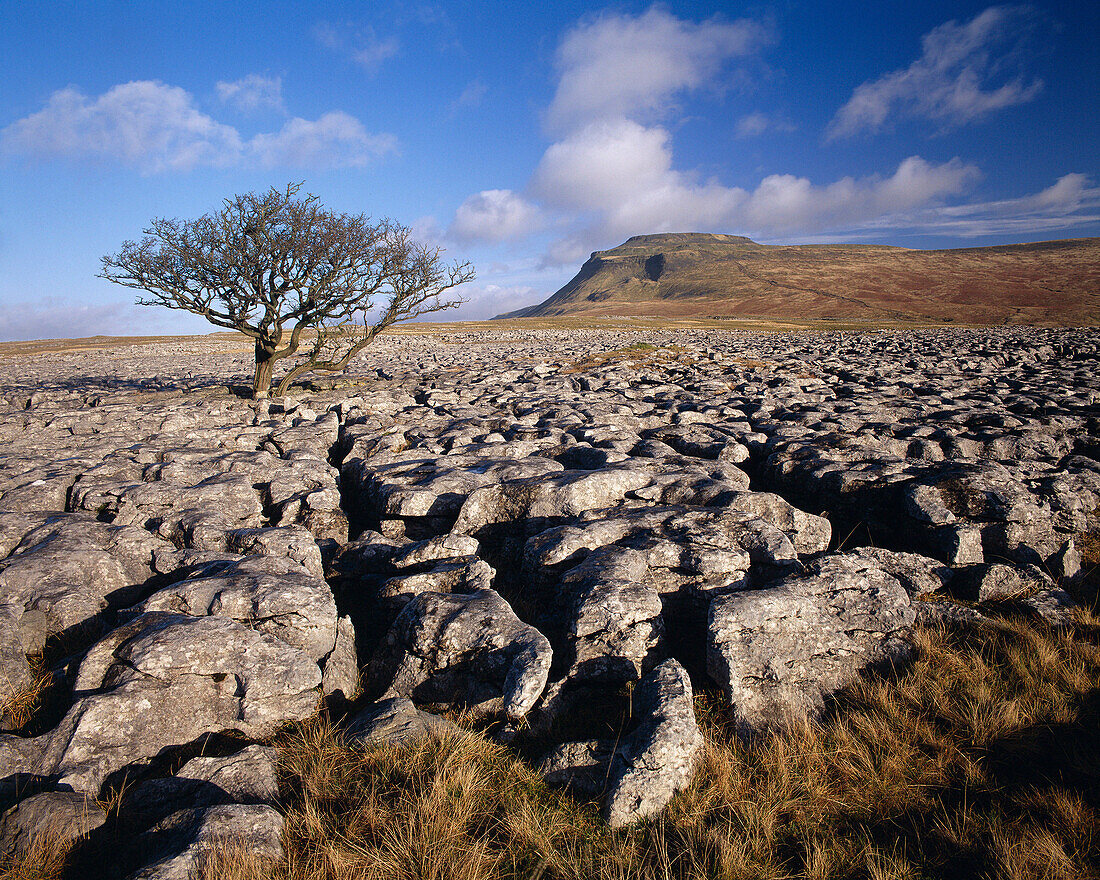 Landscape in Winter, Ingleborough, Yorkshire, UK, England