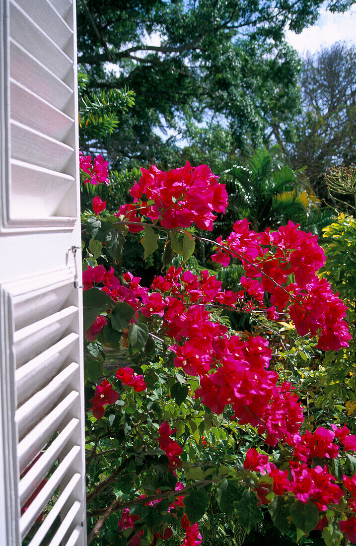 Shuttered Window, General, Barbados, Caribbean