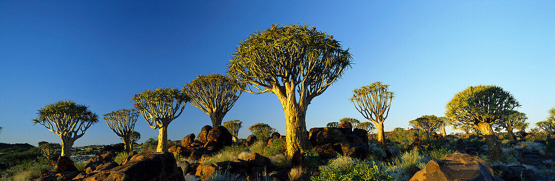 Quivertrees, Quivertree Forest, Keetmanshoop, Namibia