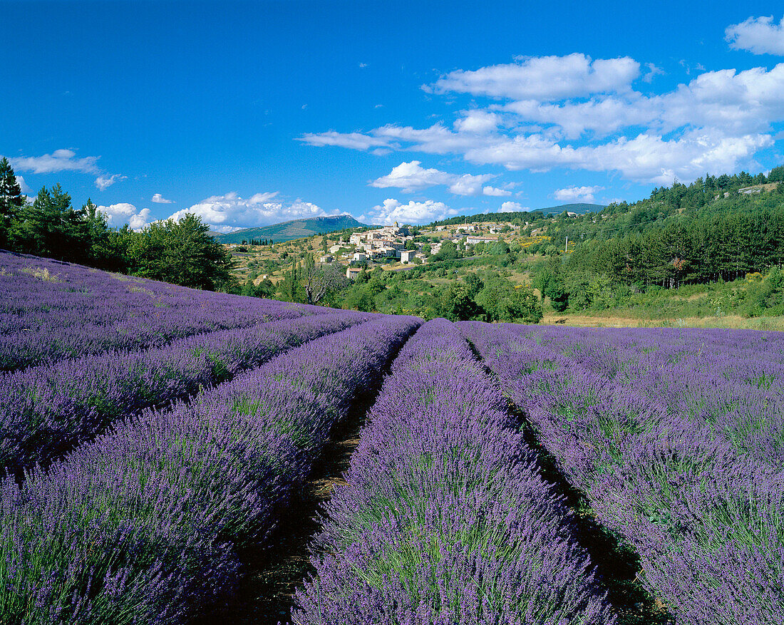 Lavender & Village View, Aurel, Provence, France