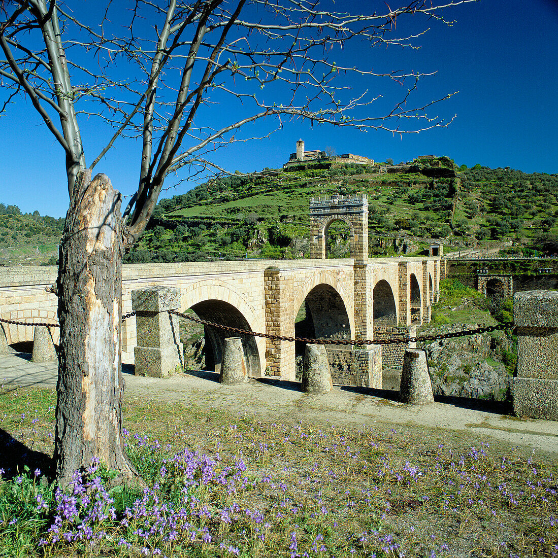 Puerte Romano with Tree, Alcantara, Extremadura, Spain