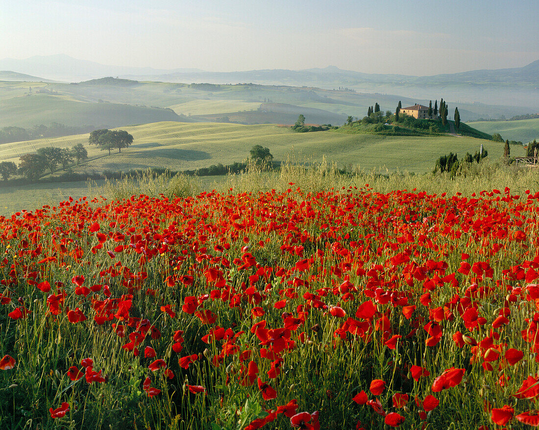 Poppy Field, General, Landscape, Tuscany, Italy