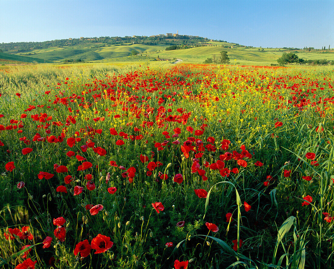 View to Town with Poppies, Pienza, Tuscany, Italy