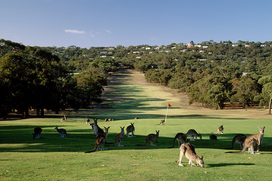 Kangaroos on Course, Angelsea Golf Club, Victoria, Australia