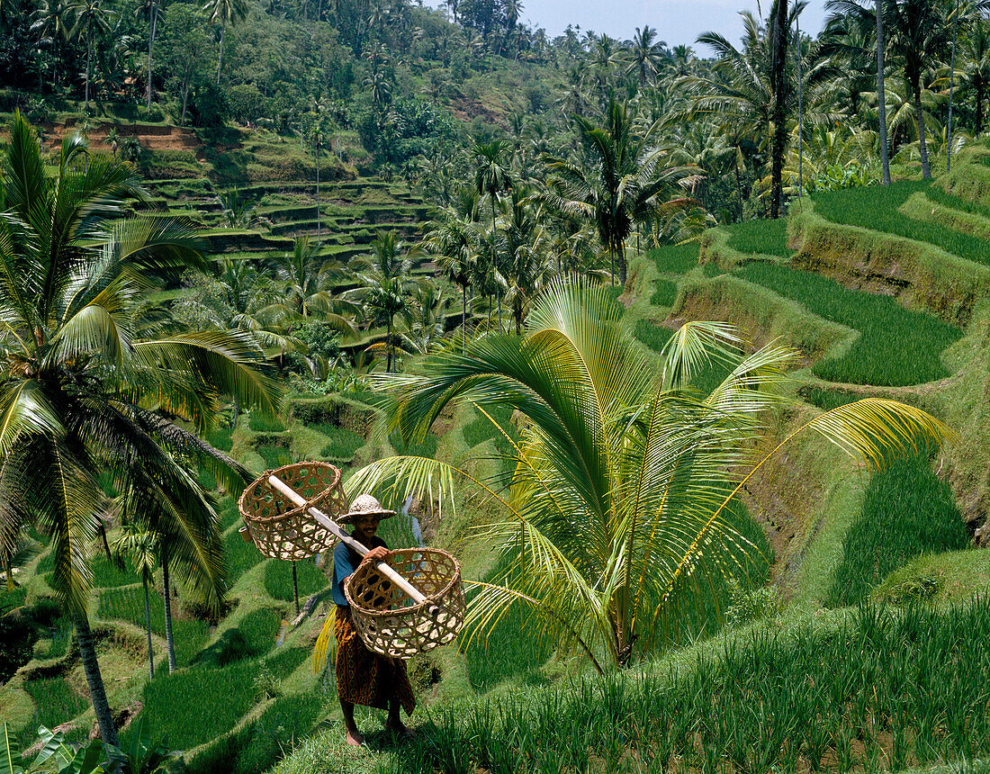 Rice Terraces, General, Bali, Indonesia