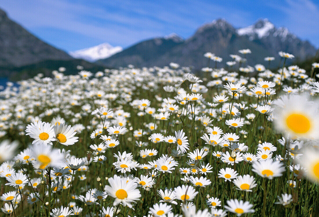 Field of Daisies, Bariloche, Argentina