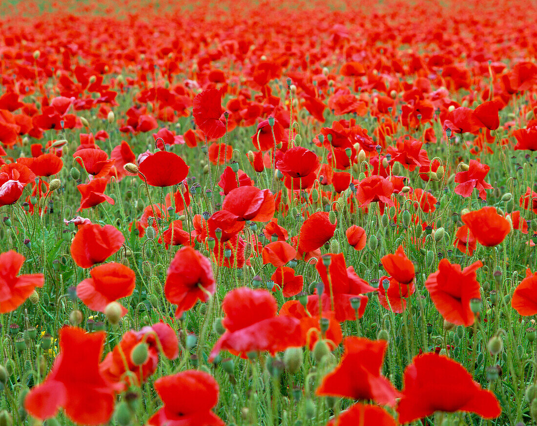 Poppy Field, General, Yorkshire, UK, England