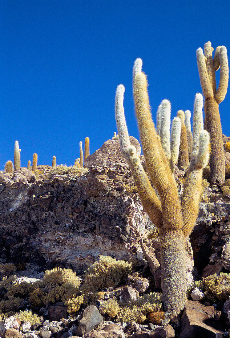 Salt Lakes Scenery, Salar De Uyuni, Bolivia