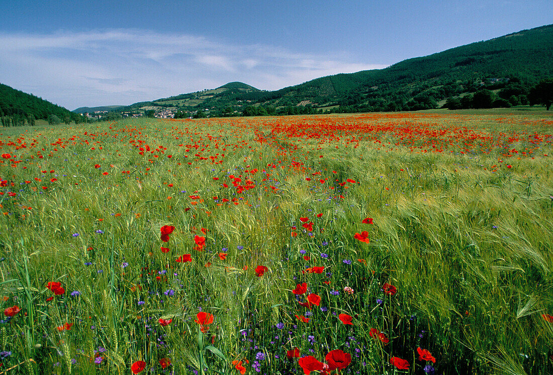 Cornfield with Wildflowers, Castelsantangelo Sul Nera (Nr), Umbria, Italy