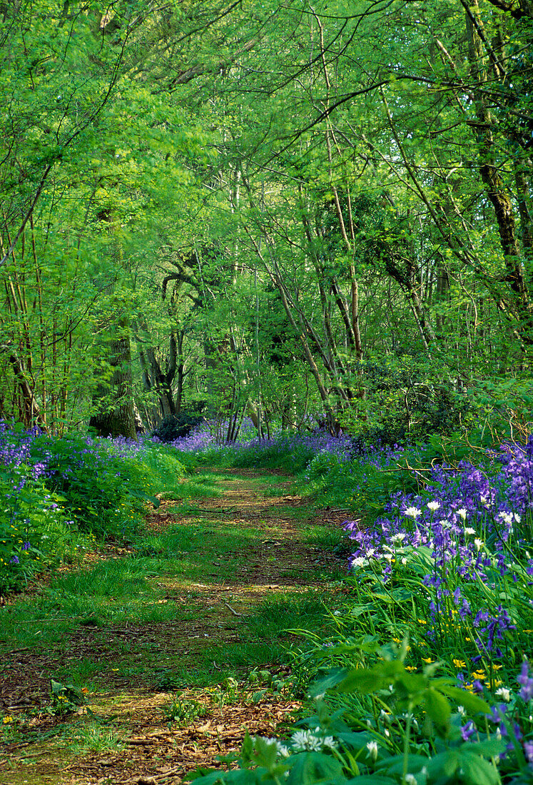 Woodland Scene with Bluebells, Garston Wood, Dorset, UK, England