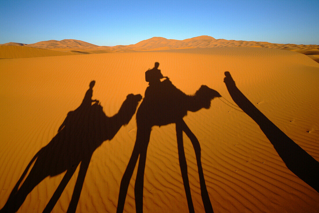 Camel shadows in the desert, Merzouga, Morocco