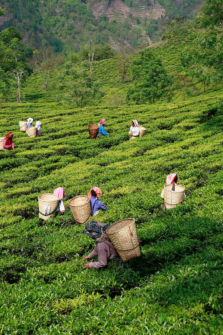 Tea pickers, Sikkim, India