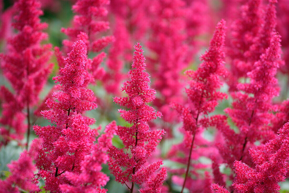 Close up of astilbe, Flowers and Foliage, Natural World