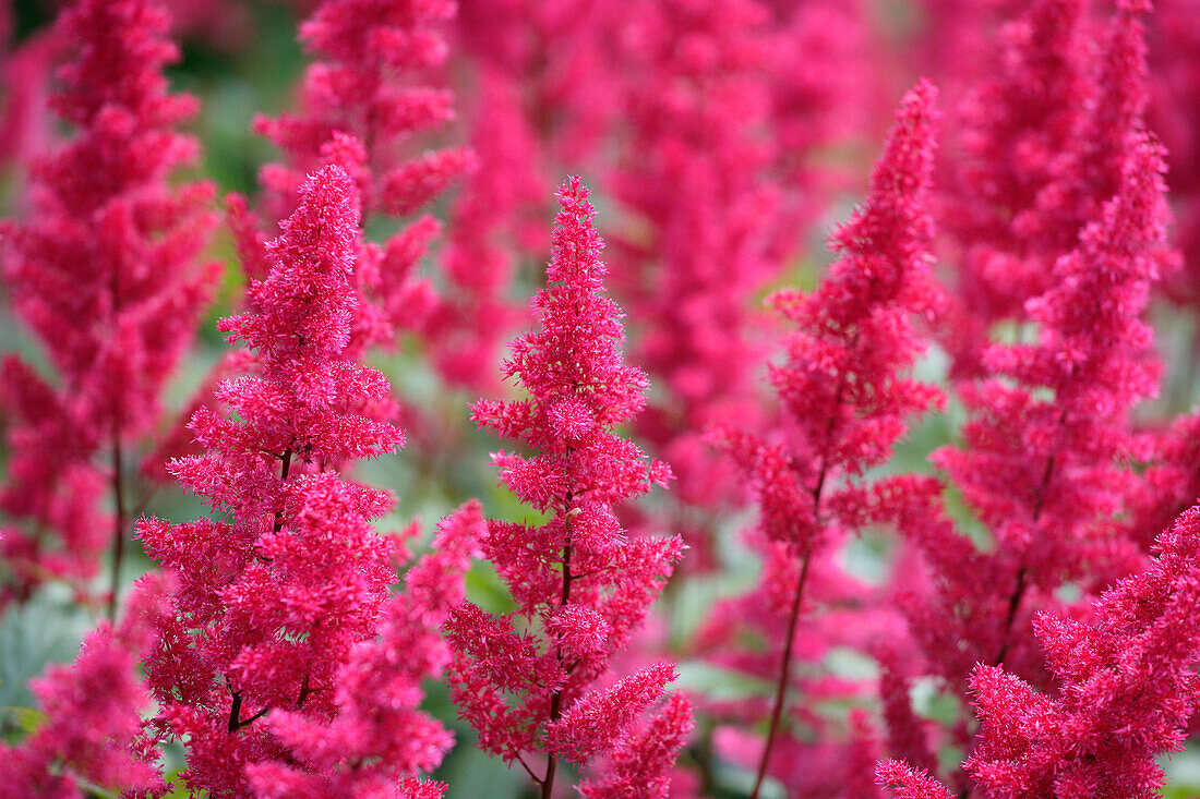 Nahaufnahme einer Astilbe, Blumen und Laub, Natural World