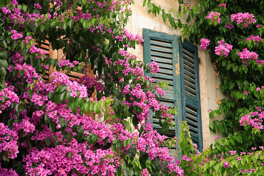 Shuttered window with flowers, Gardone, Lombardy, Lake Garda, Italy