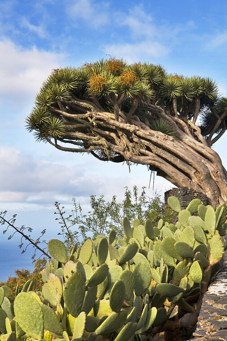Dragon tree and cacti, Puntagorda, La Palma, Canary Islands
