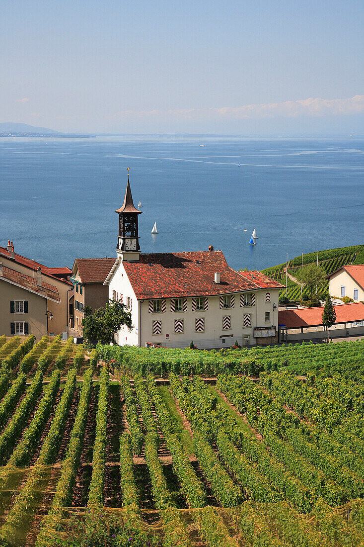 Lakeside village and vineyards, General, Vaud Canton, Switzerland