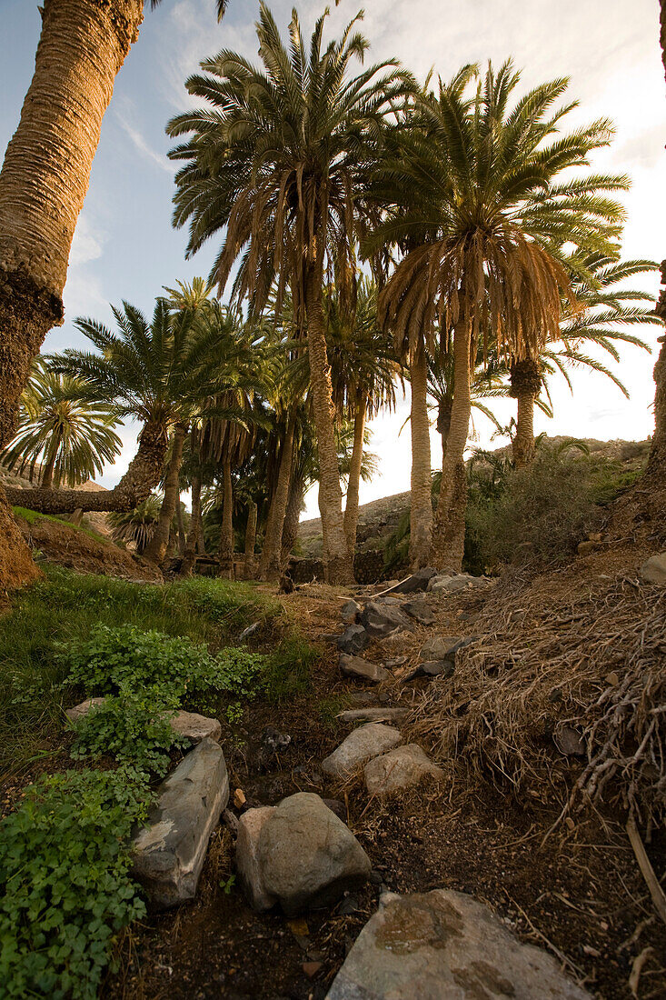 Palmen an einem Bach unter Wolkenhimmel, Barranco de la Madre del Agua, Parque Natural de Betancuria, Fuerteventura, Kanarische Inseln, Spanien, Europa