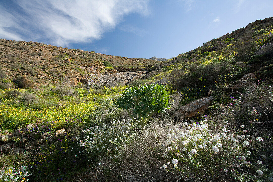 Blooming flowers in a valley in the sunlight, Parque Natural de Betancuria, Fuerteventura, Canary Islands, Spain, Europe