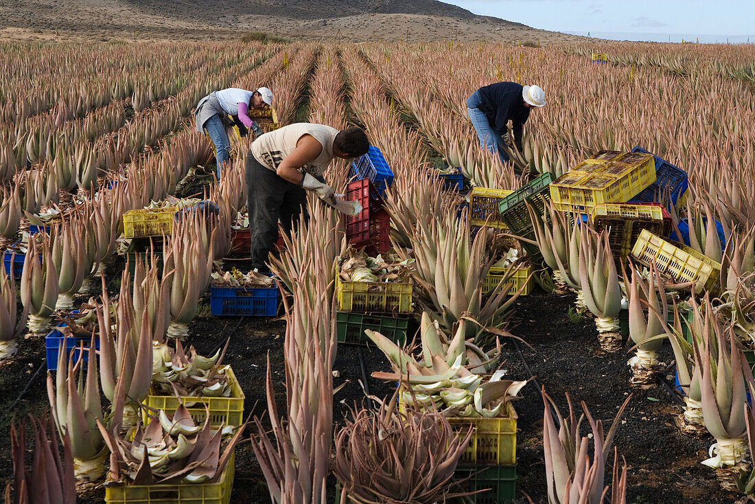 Arbeiter auf einem Feld mit Aloe Vera, Valles de Ortega, Fuerteventura, Kanarische Inseln, Spanien, Europa