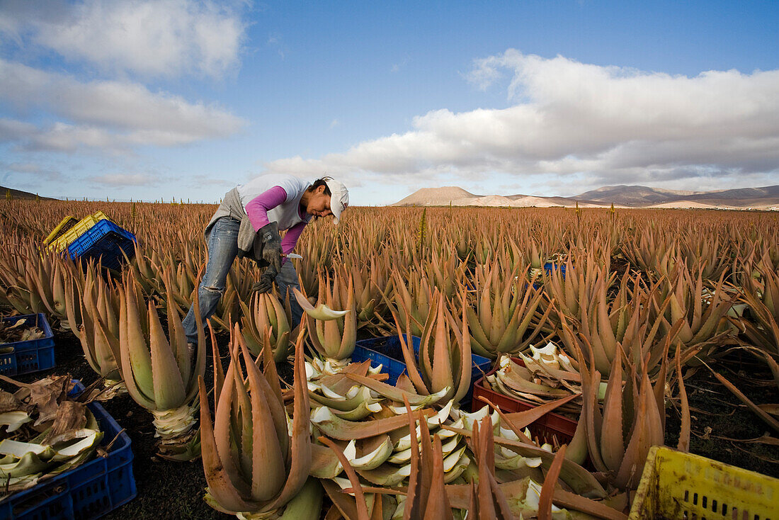 Arbeiter auf einem Feld mit Aloe Vera, Valles de Ortega, Fuerteventura, Kanarische Inseln, Spanien, Europa