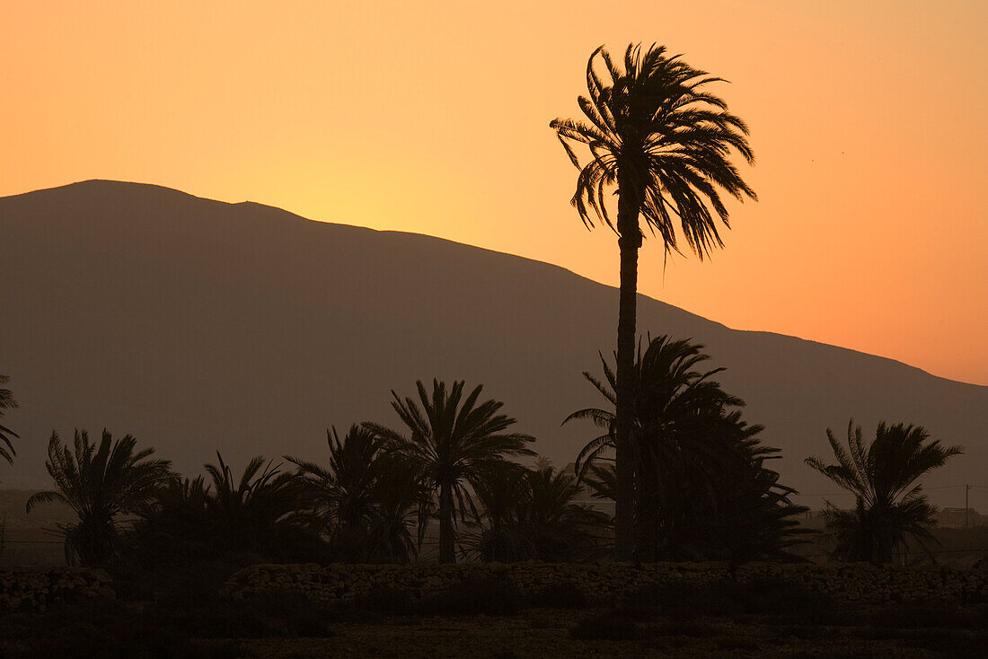 Palm trees at sunrise, Fuerteventura, Canary Islands, Spain, Europe