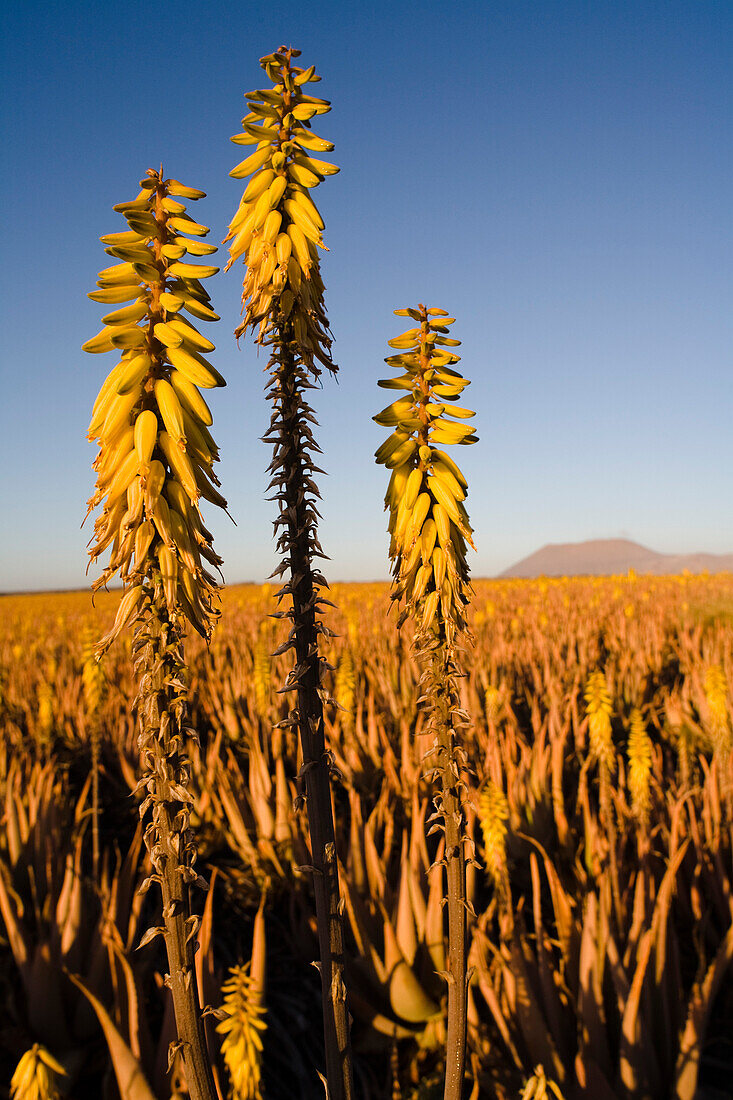 Blühende Aloe Vera Pflanzen auf einem Feld, Valles de Ortega, Fuerteventura, Kanarische Inseln, Spanien, Europa
