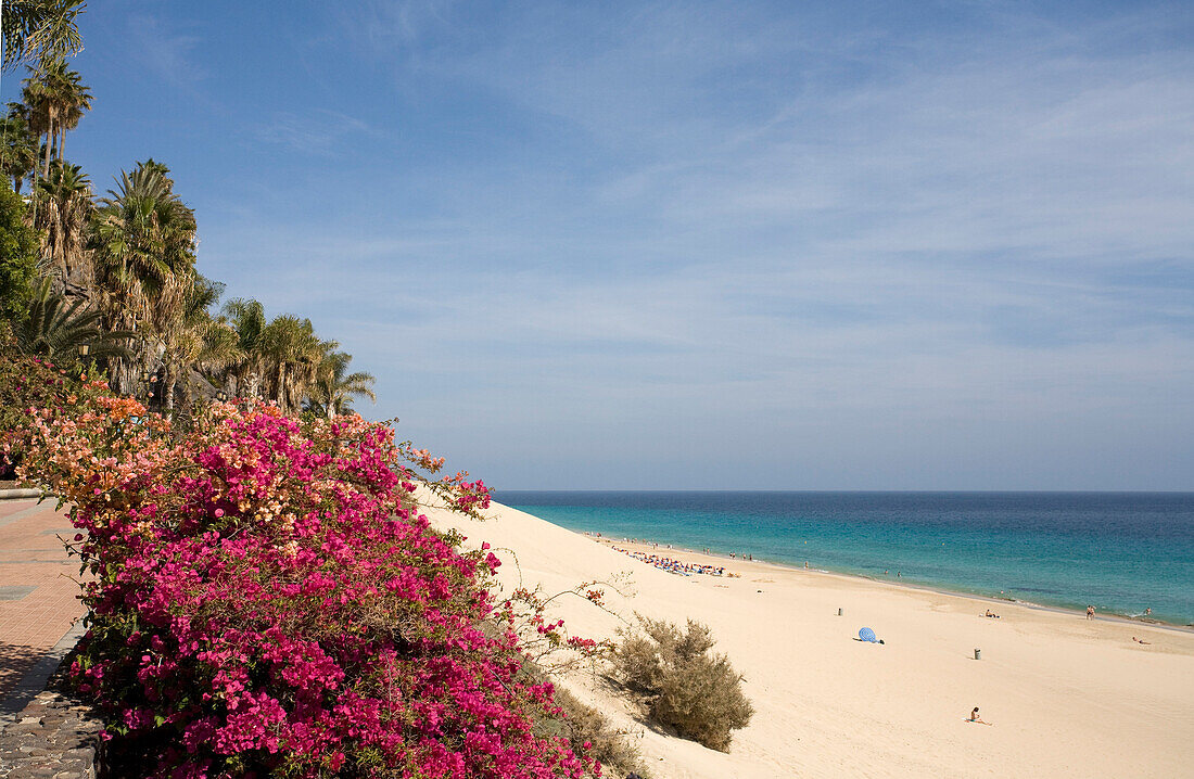 Blumen und Sandstrand im Sonnenlicht, Playa del Matorral, Playa de Jandia, Morro Jable, Halbinsel Jandia, Fuerteventura, Kanarische Inseln, Spanien, Europa